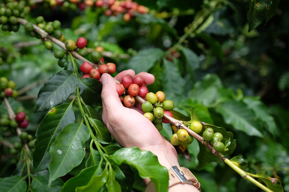 Fruto de café