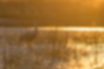 _DSC4464