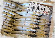 ぎふ川魚自然学校