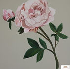 pivoine decor
