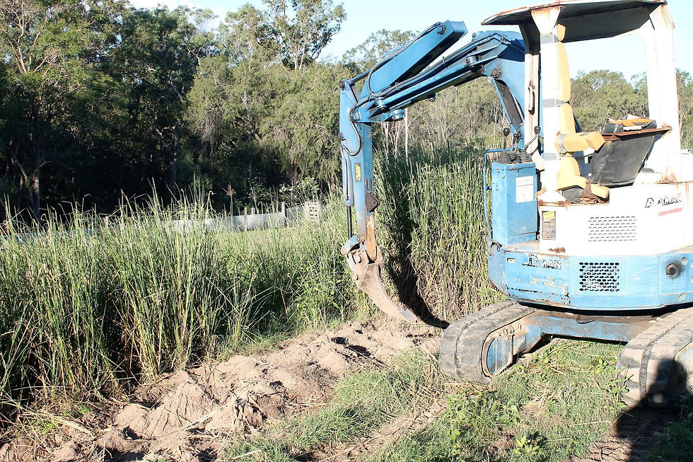 Excavation of vetiver.jpg
