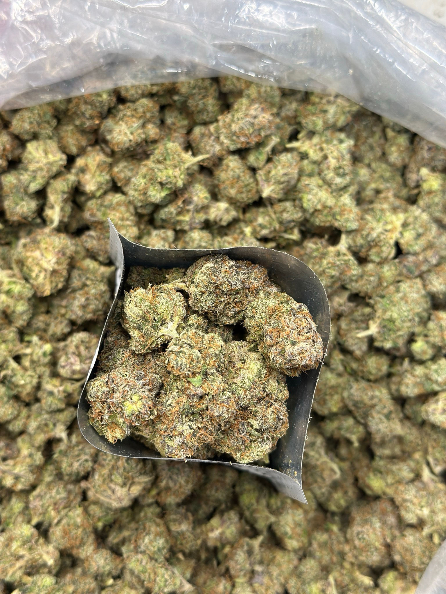 JUMBO LEMONZ [HYBRID]