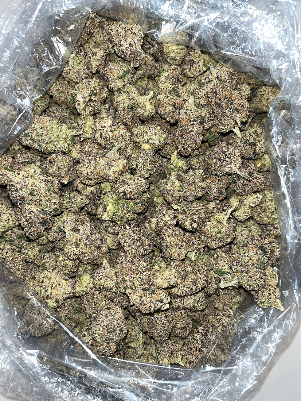 MIMOSA [HYBRID] 
