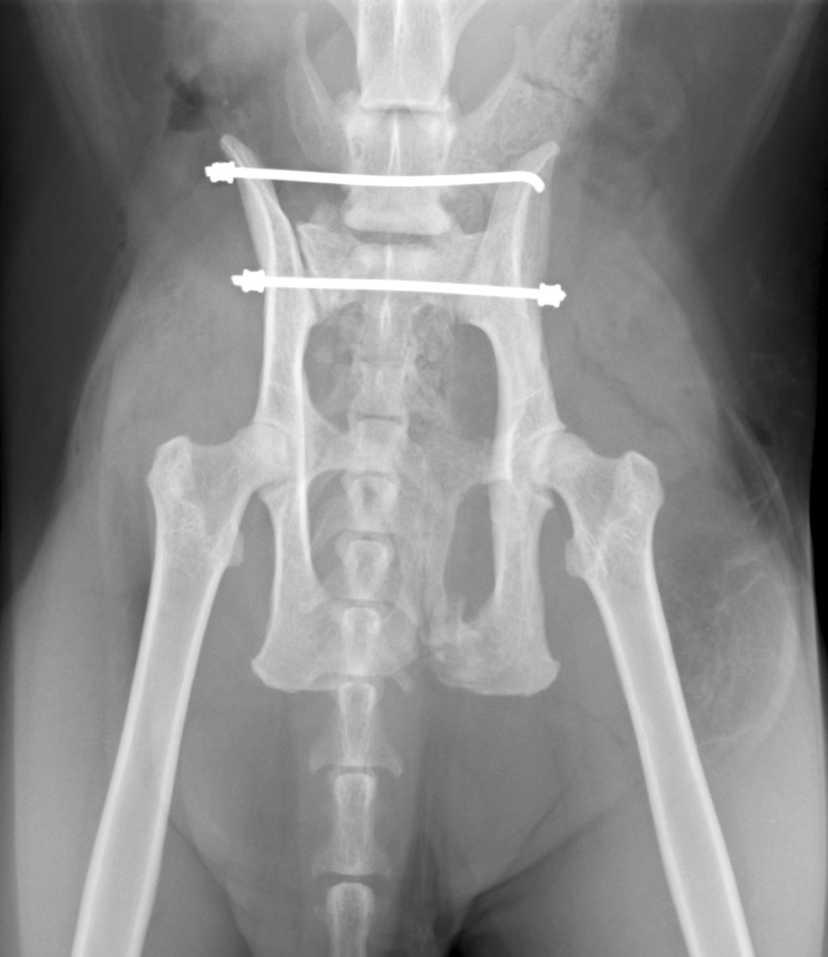 整形外科 神経外科 栃木県益子町 宇都宮市 伏見動物病院