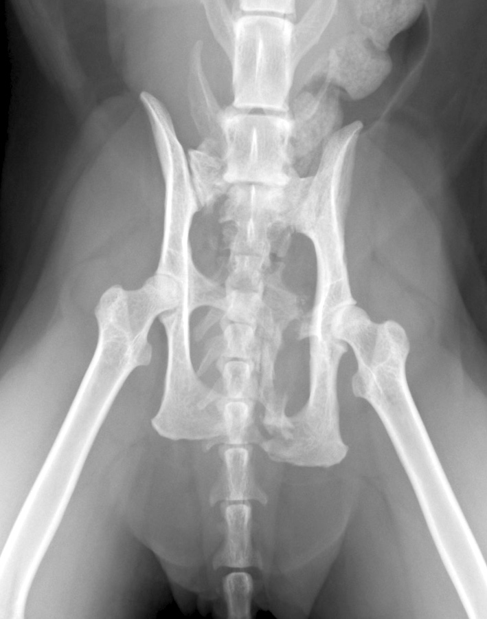 整形外科 神経外科 栃木県益子町 宇都宮市 伏見動物病院