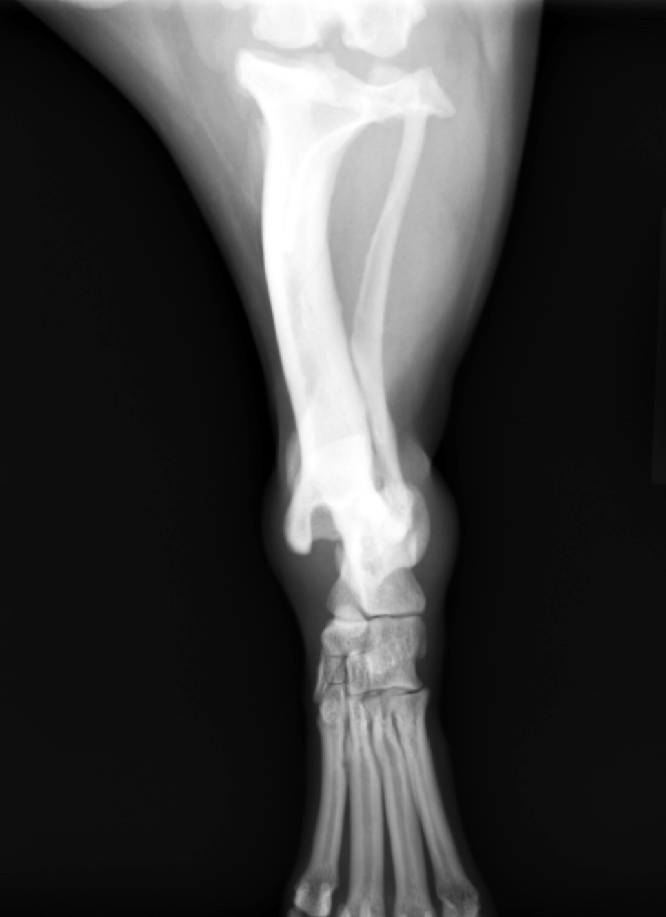 整形外科 神経外科 栃木県益子町 宇都宮市 伏見動物病院