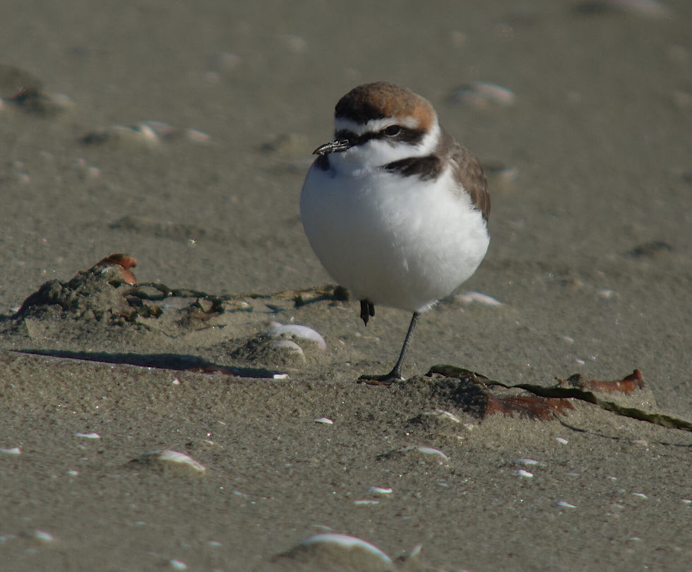 Kentish Plovers 흰물떼새 © Nial Moores. The male (shown in the bottom image) looks remarkably bright considering the date.