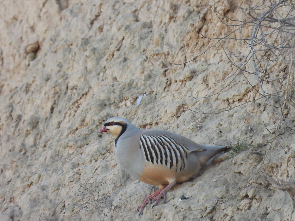 The Chukar (Alectoris chukar), an Uzbek partridge.