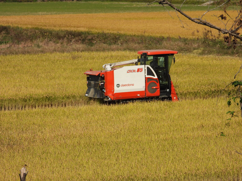 Picture 2: Harvest was far from over in the area. Geese remained close to Han river. (© Bernhard Seliger)