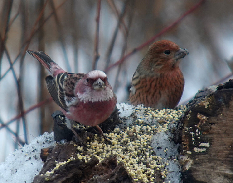 Pallas’s Rosefinches Carpodacus roseus 양진이 © Nial Moores.