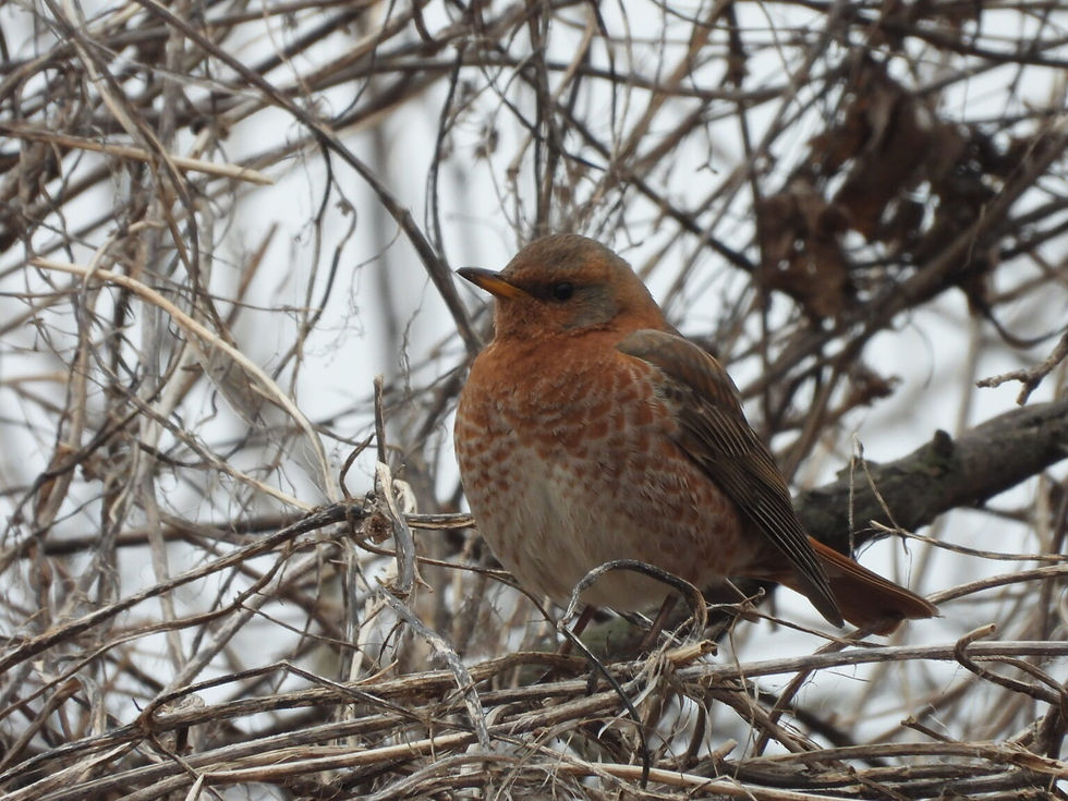 Naumann´s thrush Turdus naumanni, a winter visitor soon leaving for the North © Bernhard Seliger