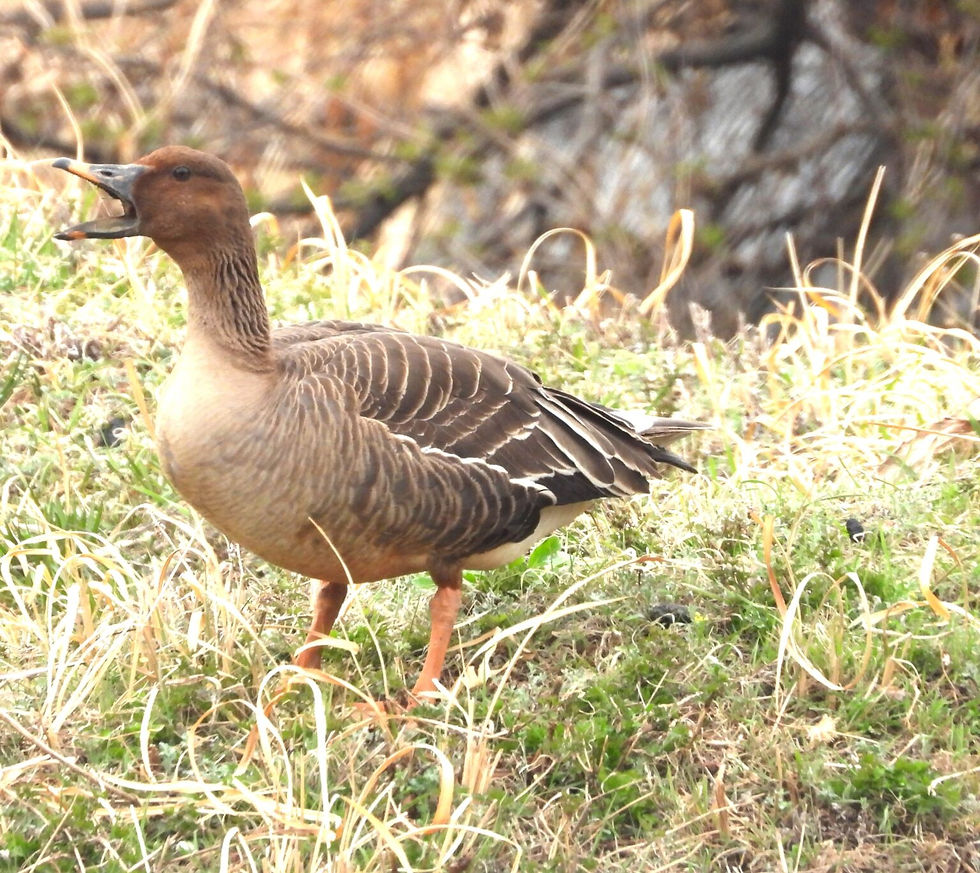 Where are all the other geese gone? Tundra Bean Goose Anser serrirostris © Bernhard Seliger