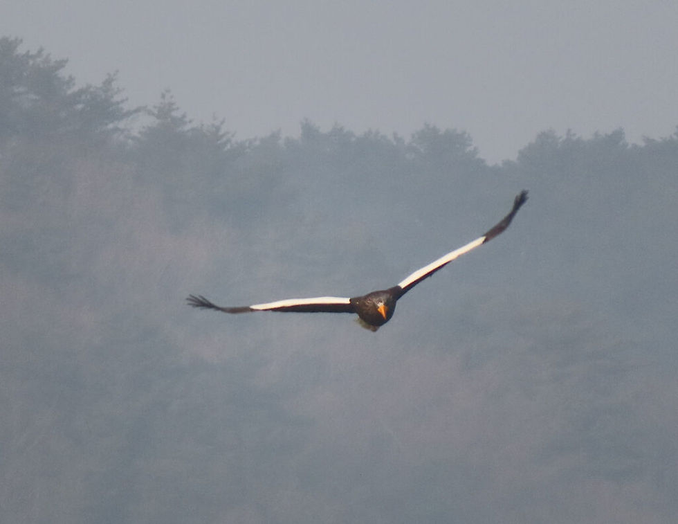 Steller’s Sea Eagle Haliaeetus pelagicus 참수리 © Nial Moores