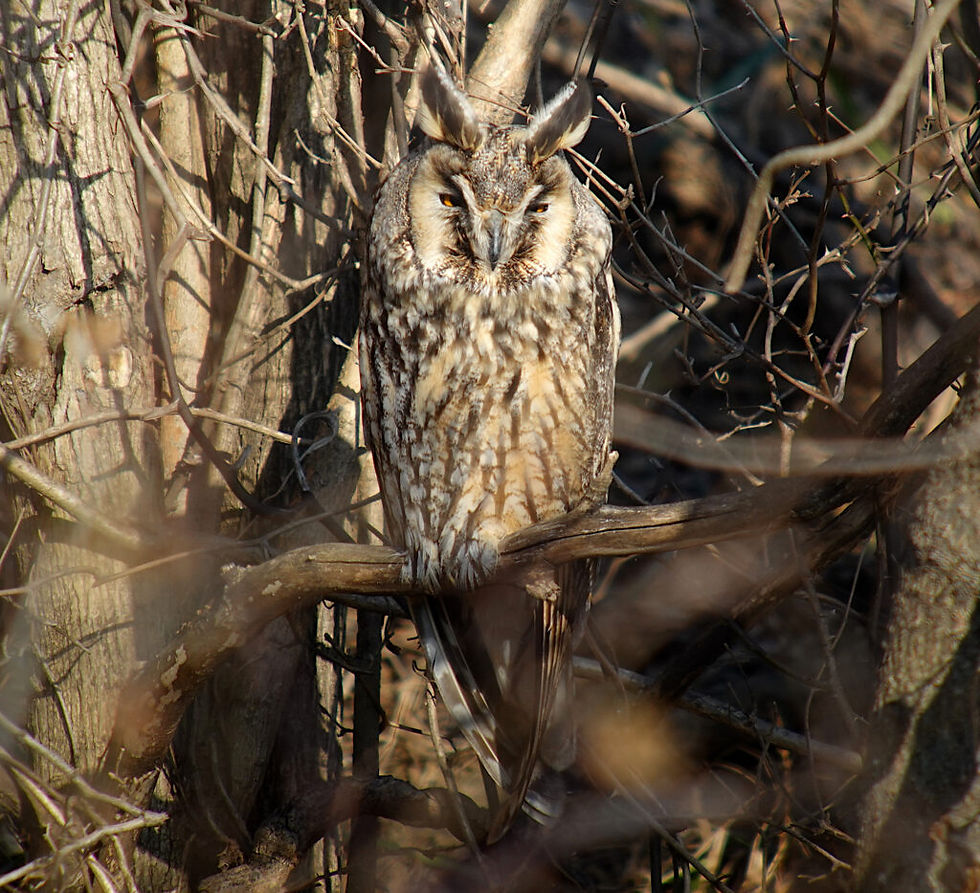 Long-eared Owl Asio otus 칡부엉이 © Nial Moores