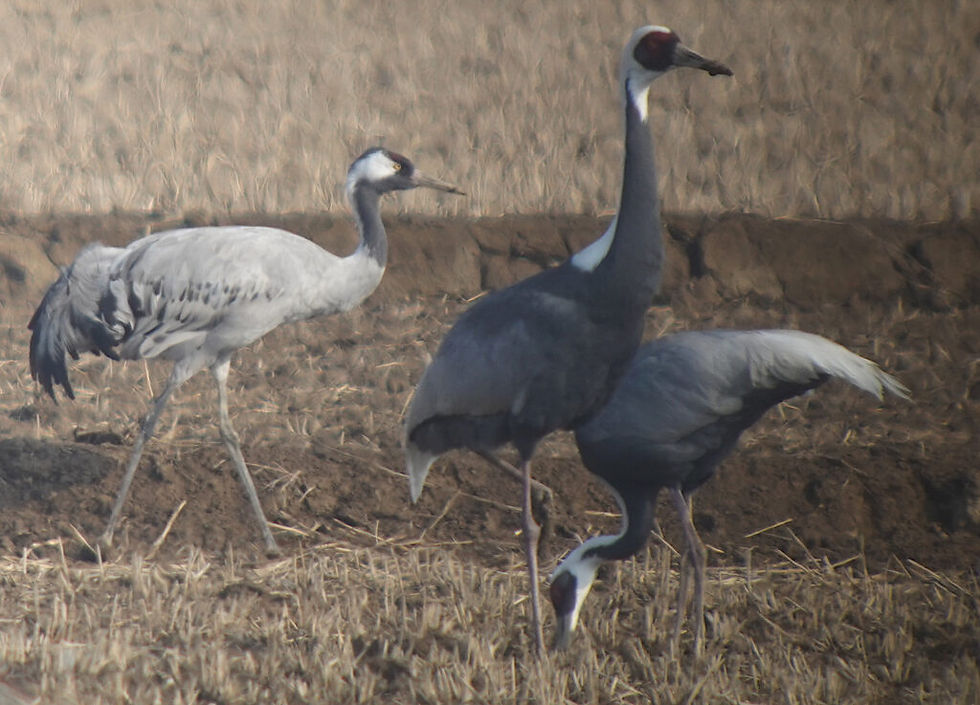 Common Crane Grus grus 검은목두루미 (on left) and White-naped Cranes © Nial Moores