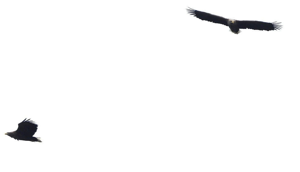 Pic 6: Two White-tailed Eagles Haliaeetus albicilla 흰꼬리수리 rising over the Han river.