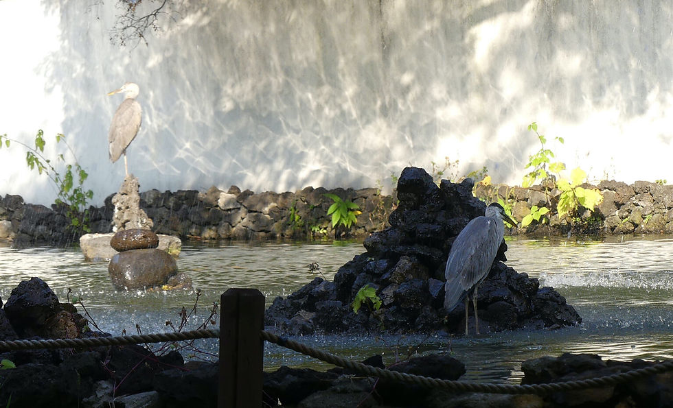 Grey Heron Ardea cinerea 왜가리