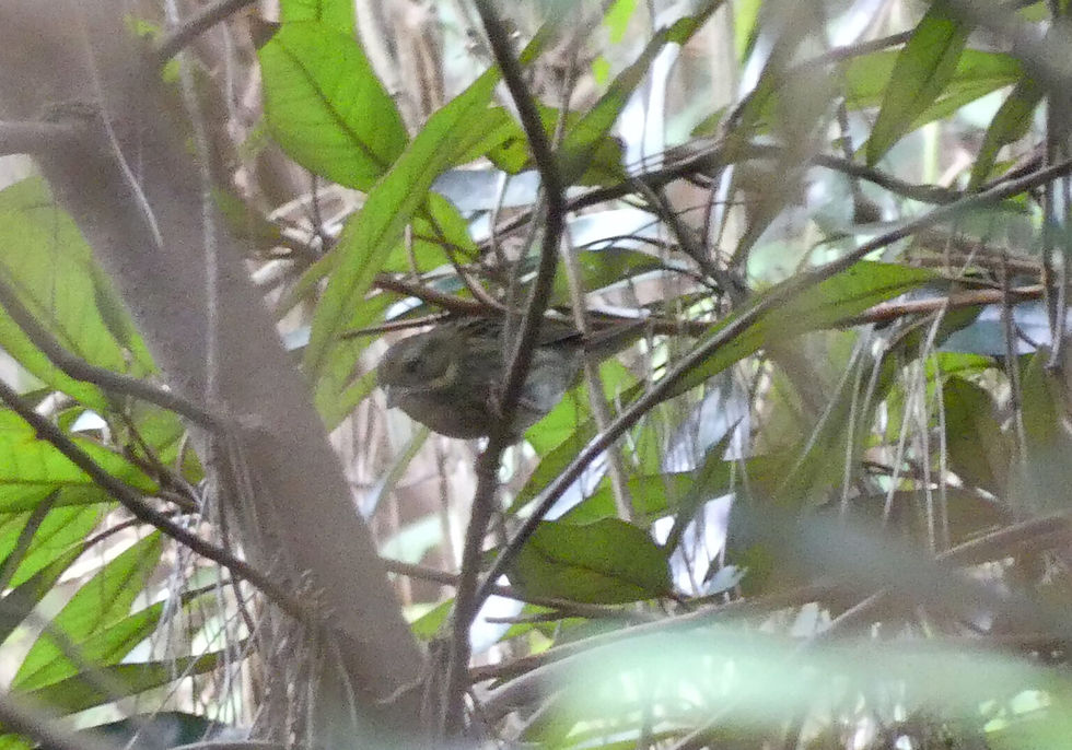Grey Bunting Emberiza variabilis 검은멧새