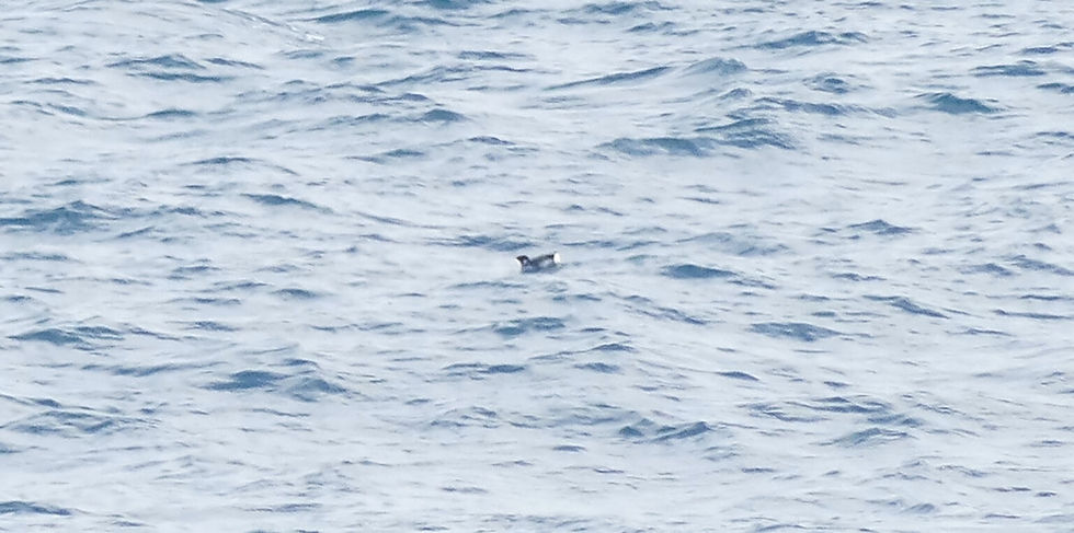 Ancient Murrelet (Synthliboramphus antiquus 바다쇠오리), one of several seen. © Leslie Hurteau