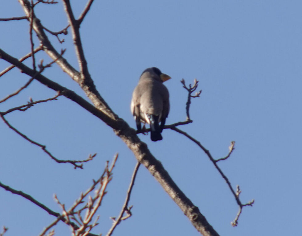 Japanese Grosbeak Eophona personata 큰부리밀화부리 © Nial Moores