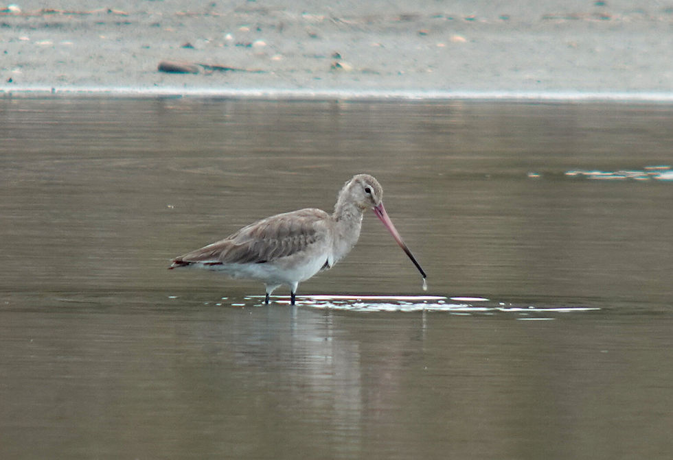 Black-tailed Godwit Limosa limosa bohaii 흑꼬리도요 (큰흑꼬리도요?) © Nial Moores. Compared to the much more numerous and later-arriving melanuroides, this recently-recognised subspecies of Black-tailed Godwit is large and very long-billed. They also have much reduced coloration in breeding plumage – though this bird still looks to be largely in non-breeding plumage.