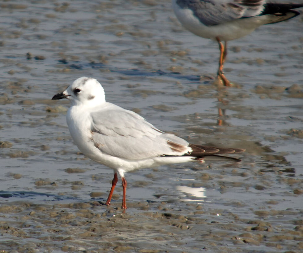 Globally Vulnerable Saunders’s Gull Chroicocephalus saundersi (scientific name soon to changed…)검은머리갈매기 © Nial Moores