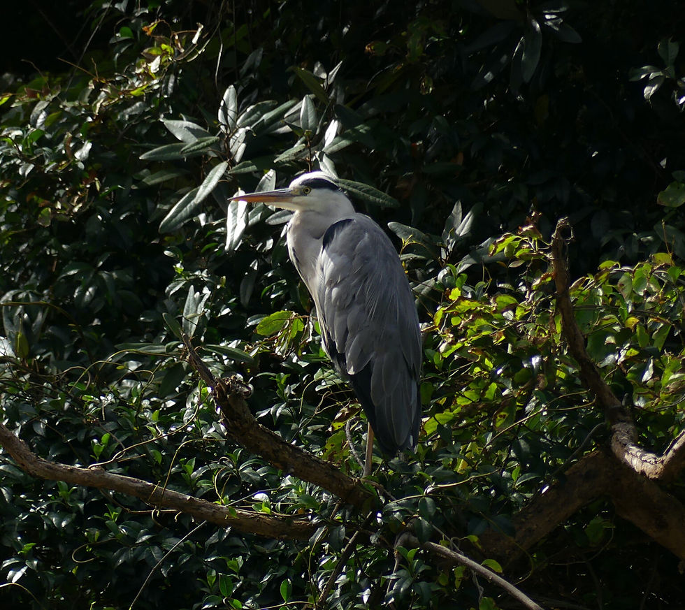 Grey Heron Ardea cinerea 왜가리, resting on a tree in a valley along the coast.