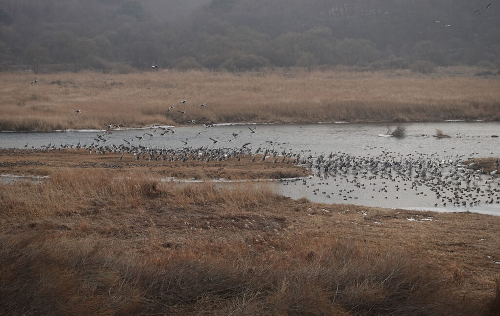 Mixed flock © Nial Moores