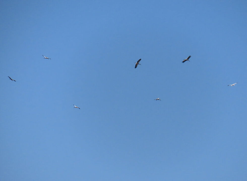 Globally Endangered Oriental Storks Ciconia boyciana 황새 © Nial Moores