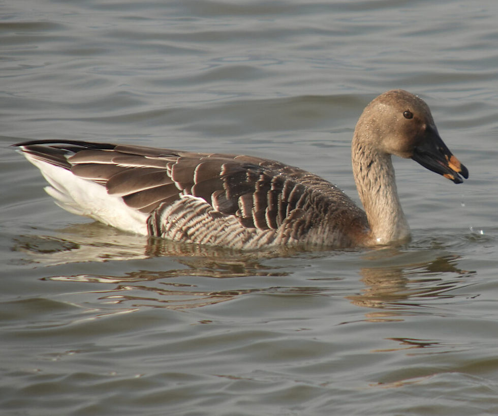 Taiga Bean Goose Anser (fabalis) middendorffii 큰부리큰기러기 © Nial Moores