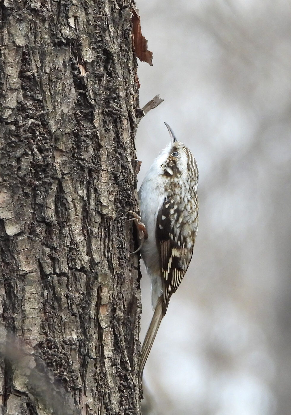 Pic 5: Eurasian Treecreeper Certhia familiaris 나무발발이. Usually not so easy to see, but this year in many places in Seoul.
