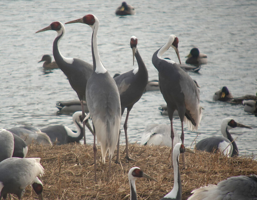 Globally Vulnerable White-naped Cranes Antigone vipio 재두루미 © Nial Moores