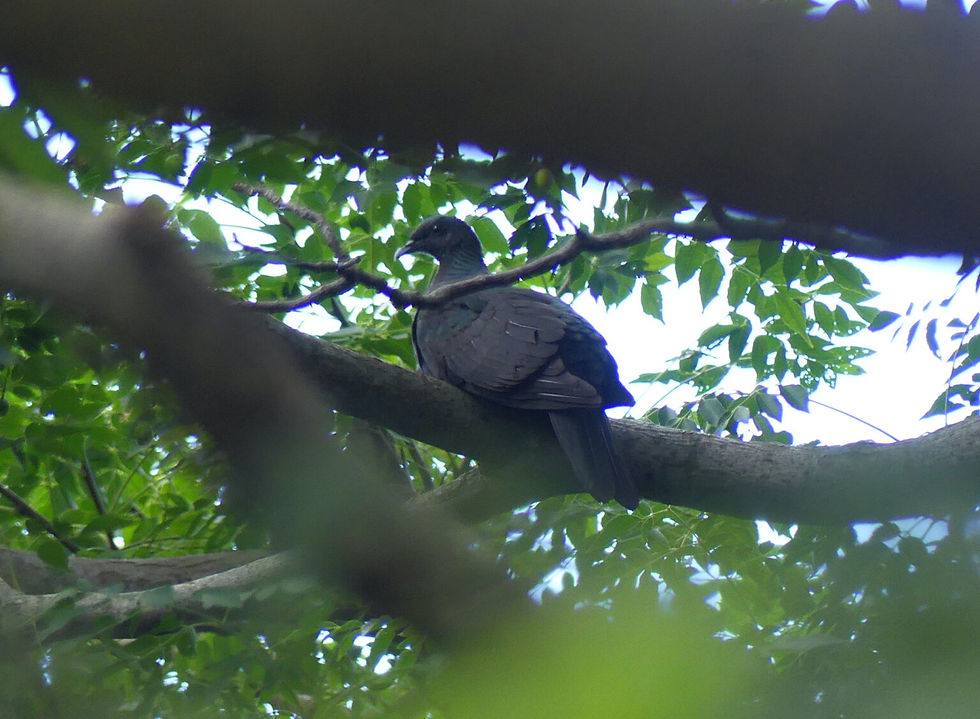 Black Wood Pigeon Columba janthina 흑비둘기 silently perched in a tree high up in the canopy. I wonder how often they move through and go unnoticed.