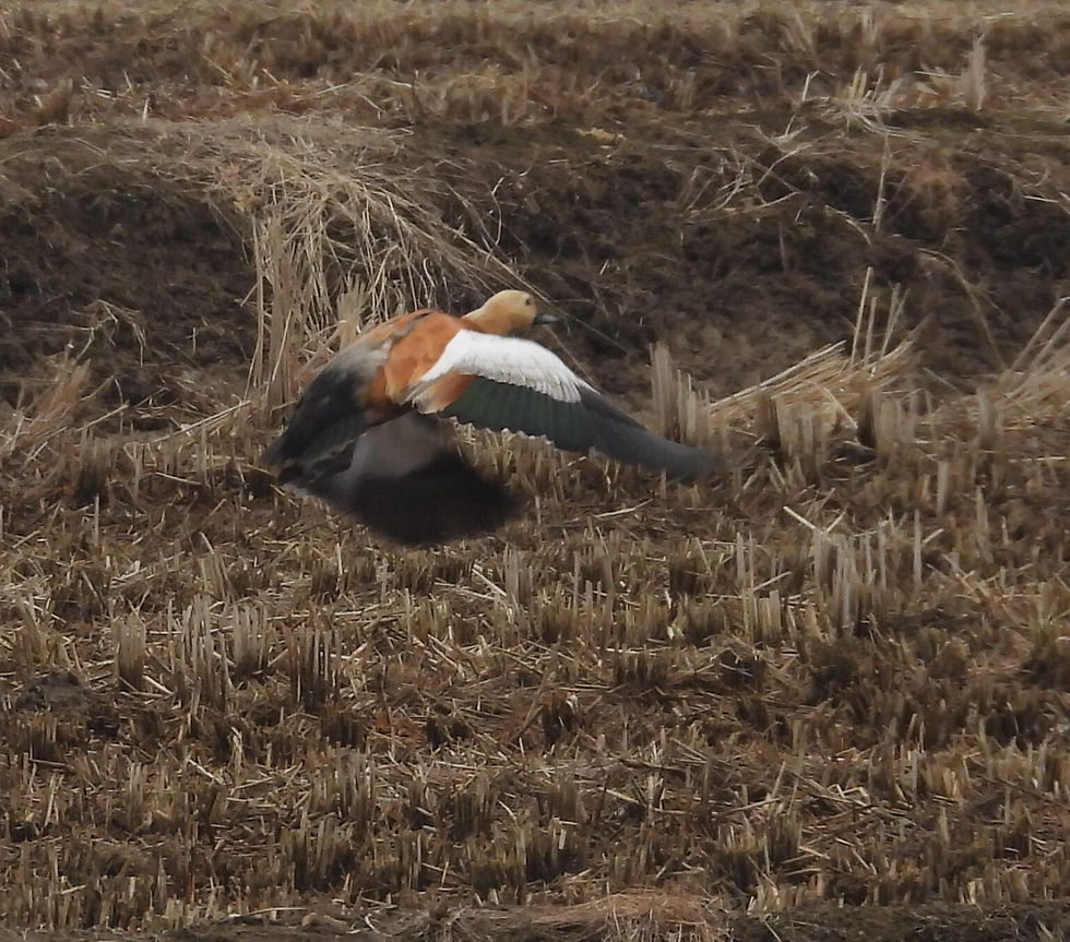 Small flocks of Ruddy Shelducks Tadorna ferruginea in the rice paddies. © Bernhard Seliger