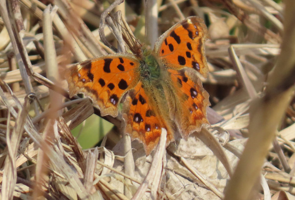 Asian Comma Butterfly 네발나비.