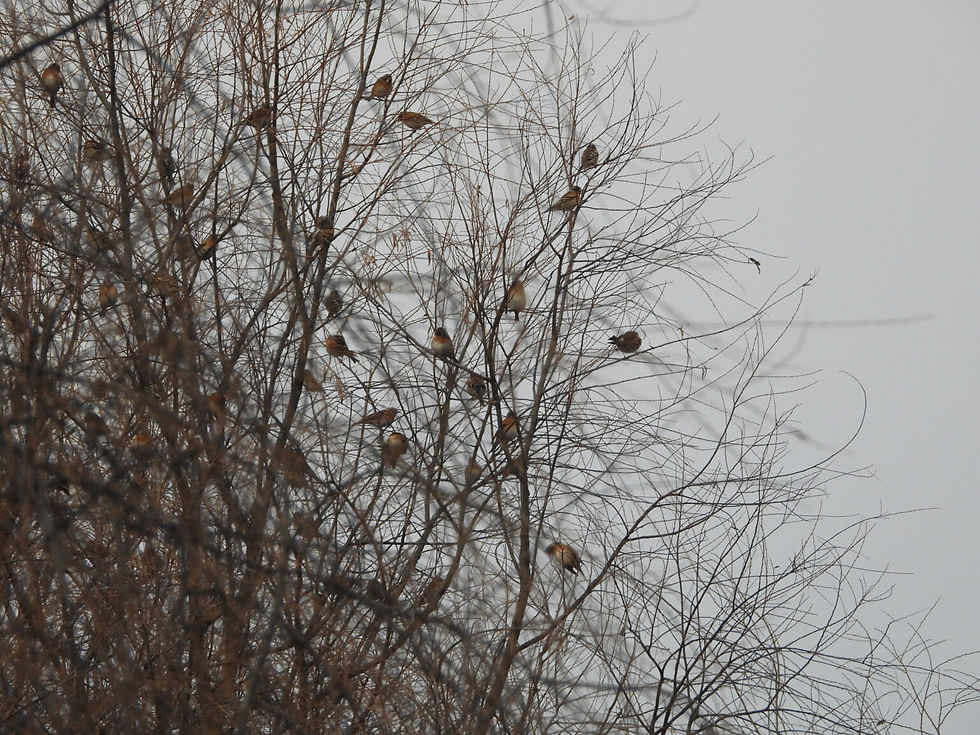 Pic 1: A flock of Bramblings Fringilla montifringilla 되새. There were at least two large flocks of 160 and more than 100 birds, plus numerous smaller ones of 10-50 birds, constantly in movement.