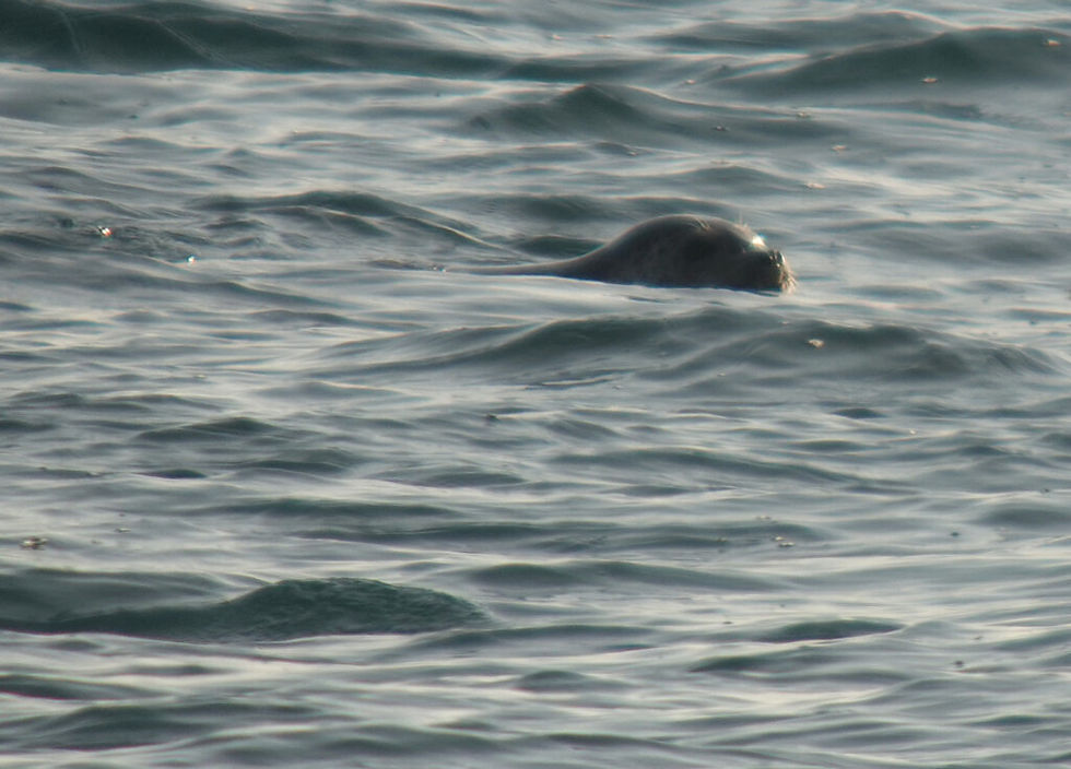Harbour Seal