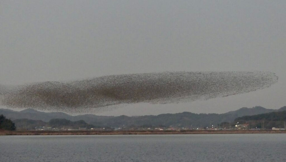 The Baikal flock takes flight! © Duncan Dine