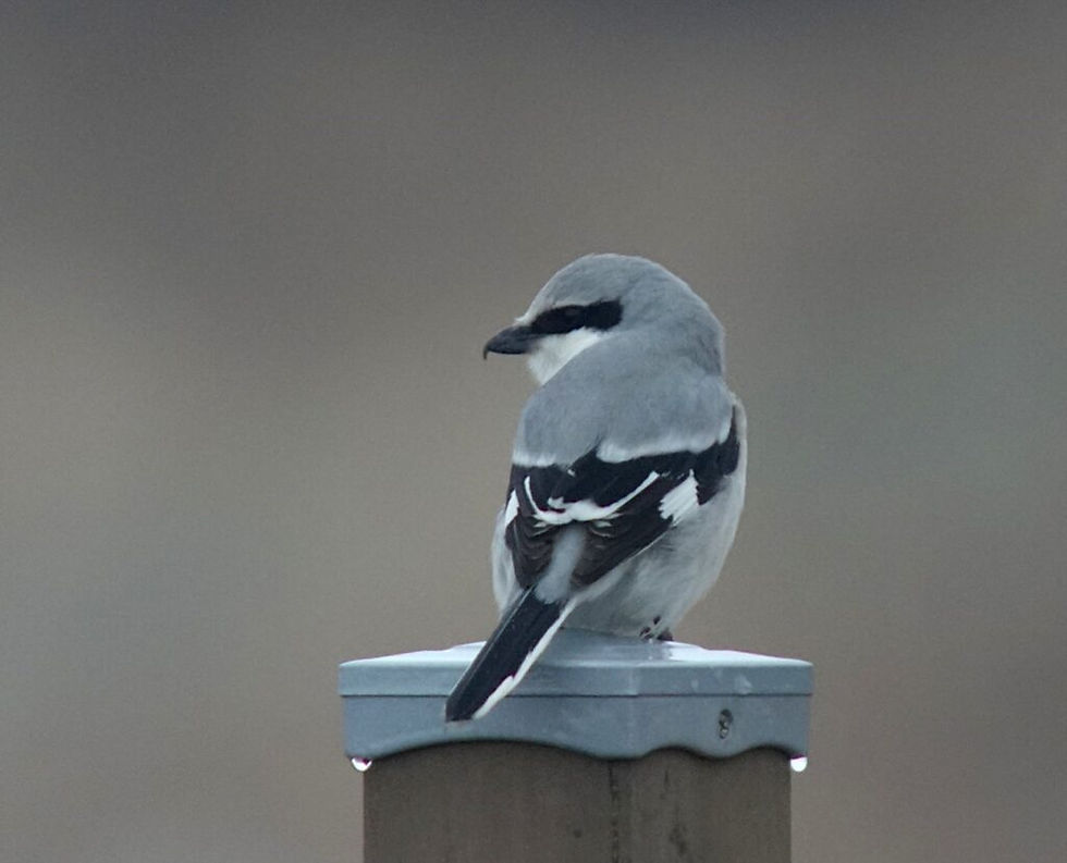 Chinese Grey Shrike Lanius sphenocercus 물때까치 – This year was the first year in 15 years of surveys, and there were at least two, maybe more birds. (© Nial Moores)