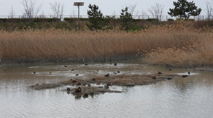 Eastern Spot-billed Duck 흰뺨검둥오리 Anas zonorhyncha with one Mallard 청둥오리 Anas platyrhynchos