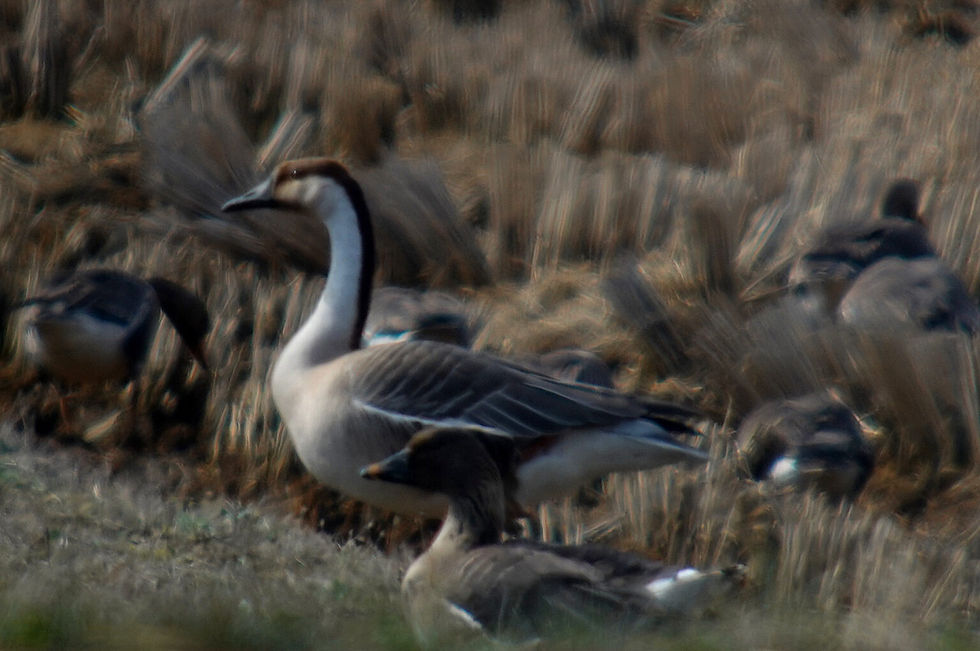 개리 Swan Goose. 앞쪽의 큰기러기 Tundra Bean Goose와 쇠기러기 Greater White-fronted Geese와 함께 있다.
