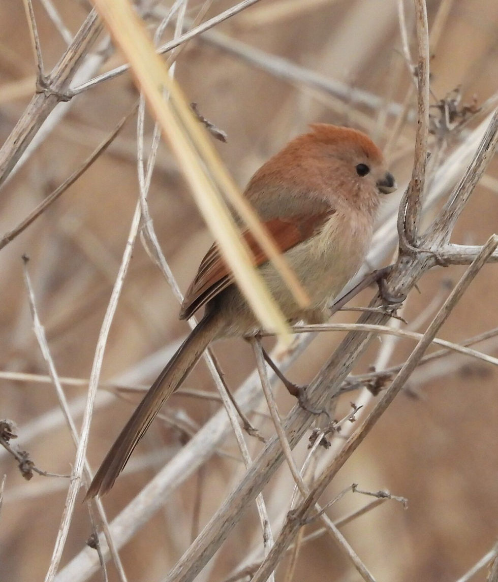 Vinous-throated Parrotbill Sinosuthora webbiana. In winter in large flocks in the reed beds and bushes on forest edges and waysides, now they are in smaller groups and soon will be nesting. © Bernhard Seliger