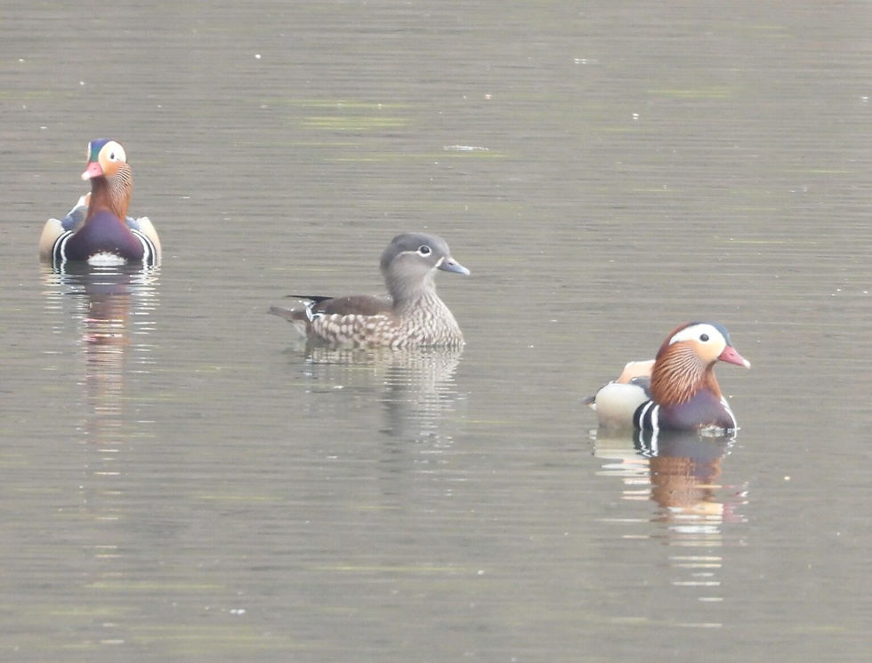 (One lucky female and two competing male) Mandarin ducks Aix galericulata © Bernhard Seliger