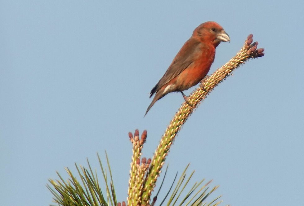 Red Crossbill Loxia curvirostra 솔잣새 © Nial Moores