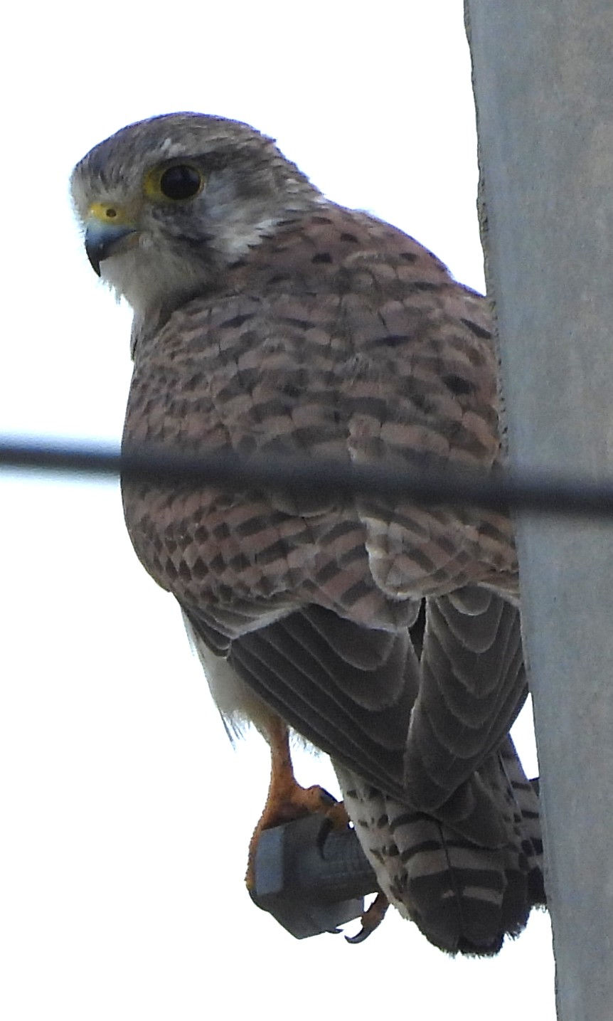 Picture 4: Common Kestrel Falco tinnunculus (© Bernhard Seliger)