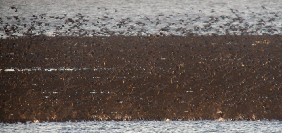 Baikal Teal 가창오리 flock © Nial Moores