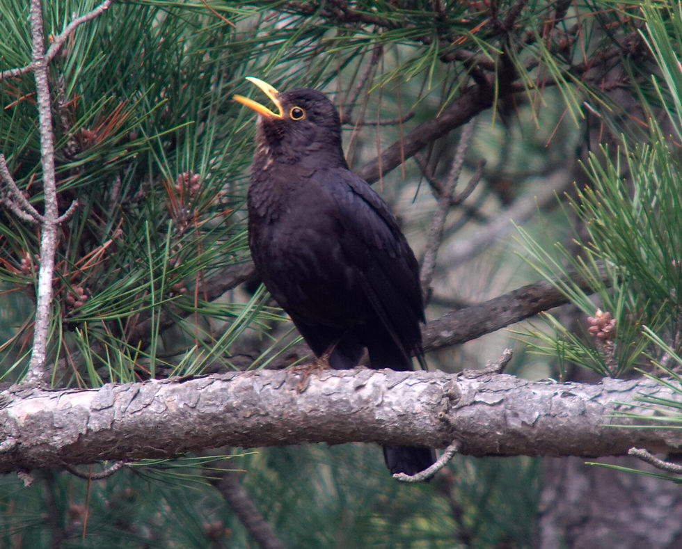 Chinese Blackbird Turdus mandarinus 대륙검은지빠귀 © Nial Moores
