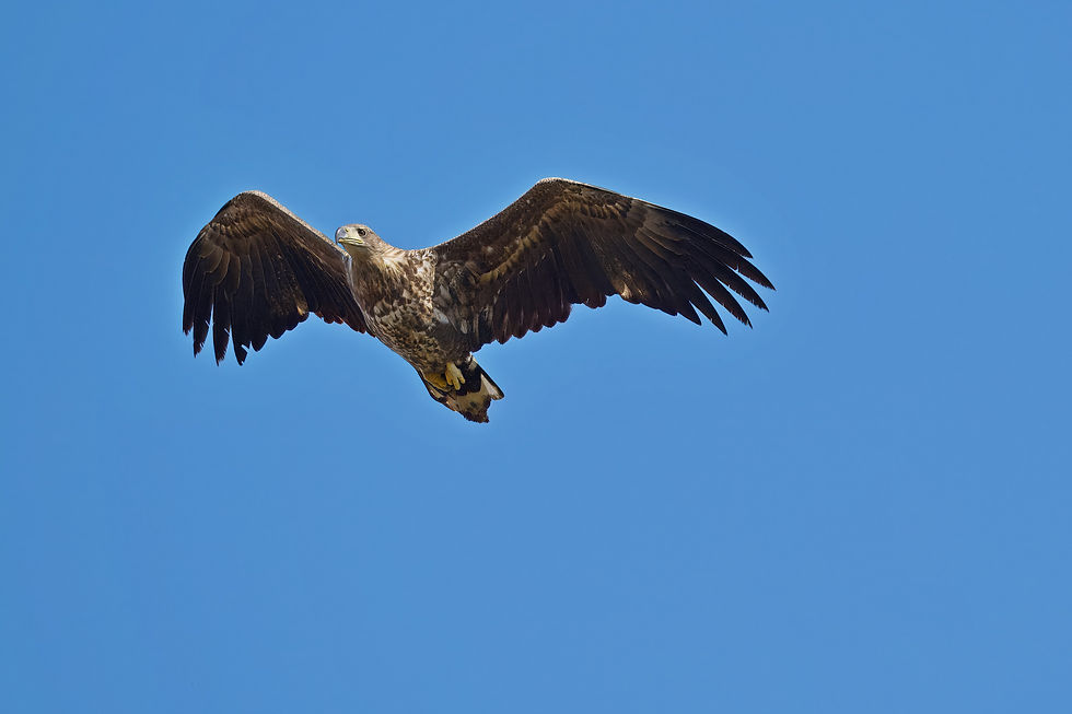 Seeadler
