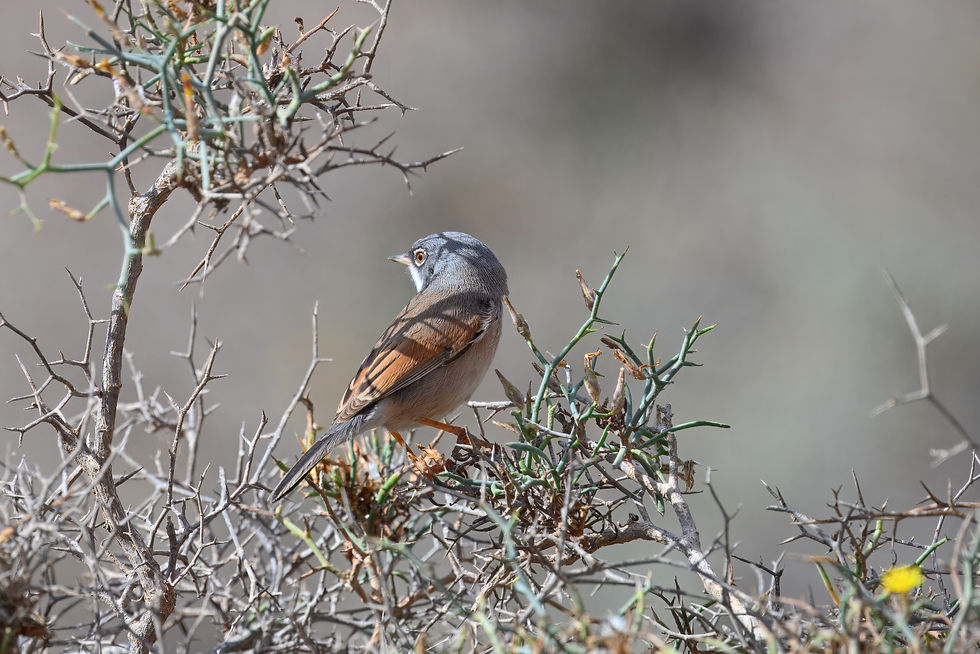Brillengrasmücke / Spectacled Warbler