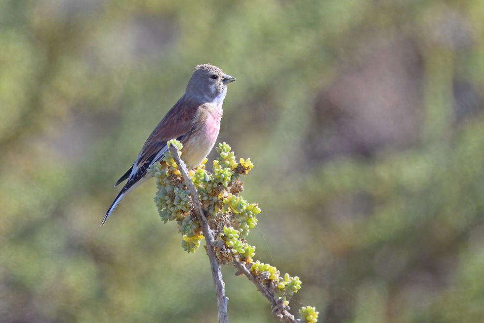 Bluthänfling / Common Linnet